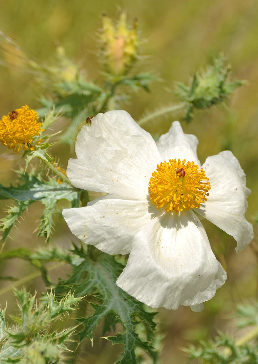 White Prickly Poppy