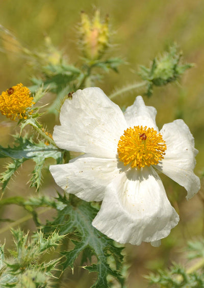 White Prickly Poppy
