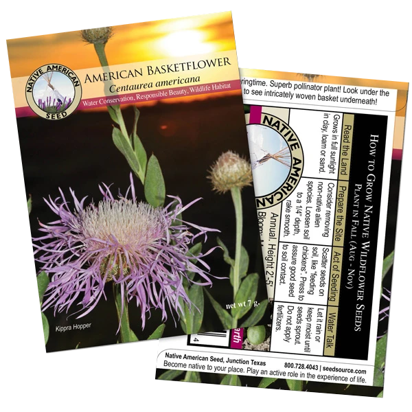 American Basketflower