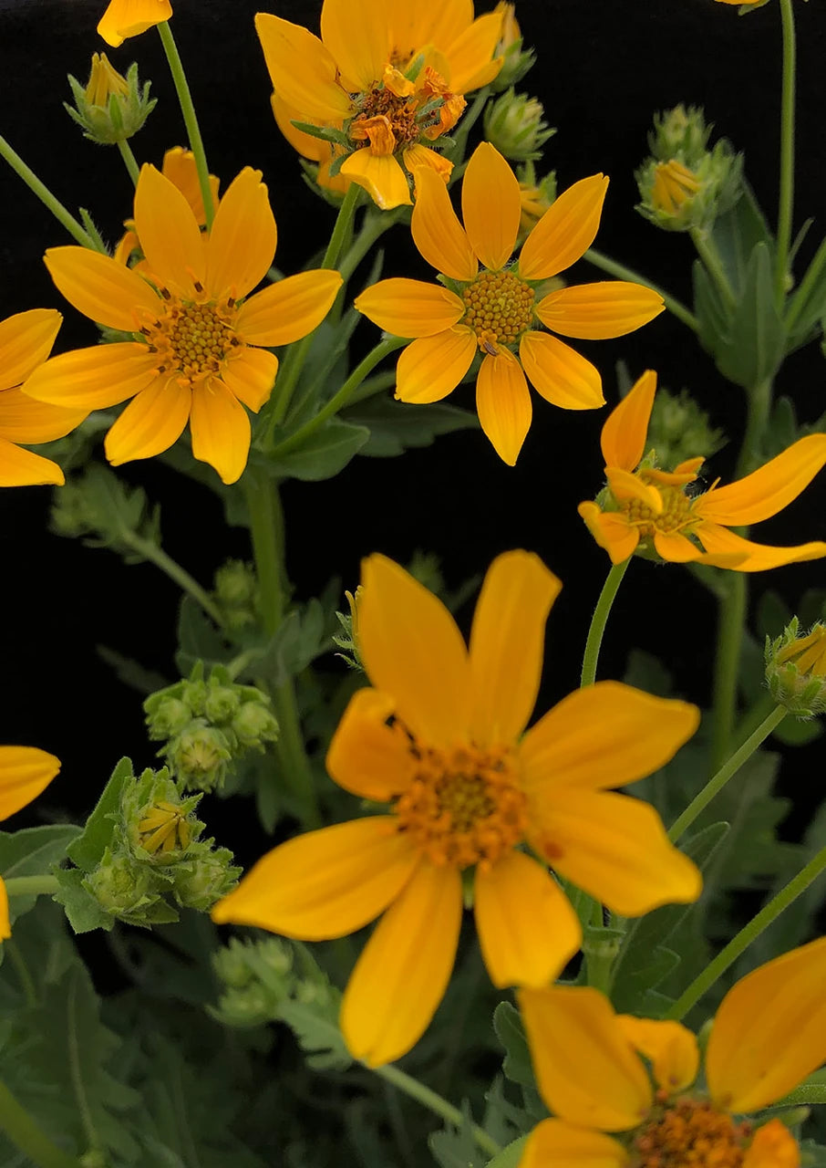 Cutleaf Daisy