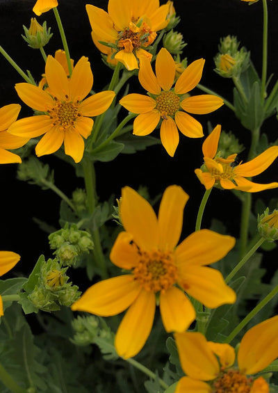 Cutleaf Daisy