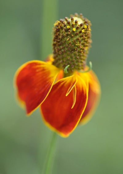 Mexican Hat
