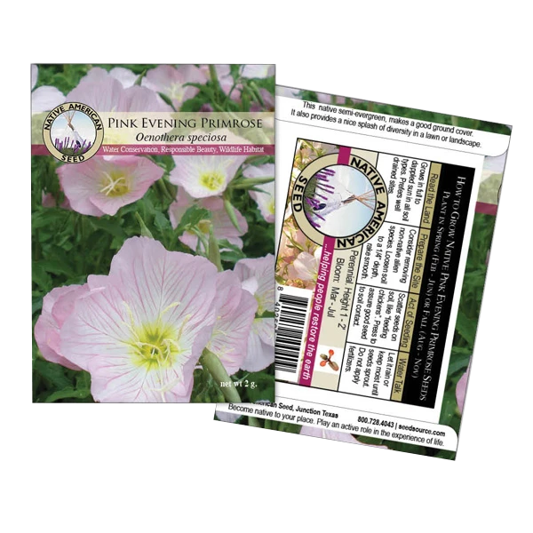 Pink Evening Primrose