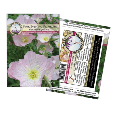 Pink Evening Primrose